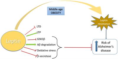 Frontiers | Obesity As A Risk Factor For Alzheimer’s Disease ...